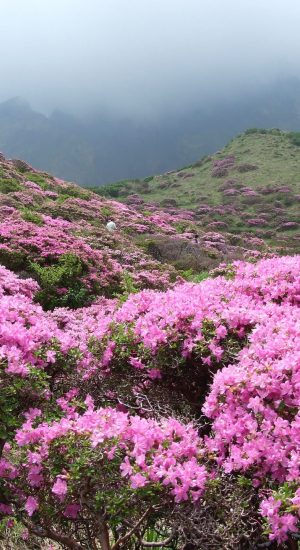 KOMAR aricilarbirligi.com