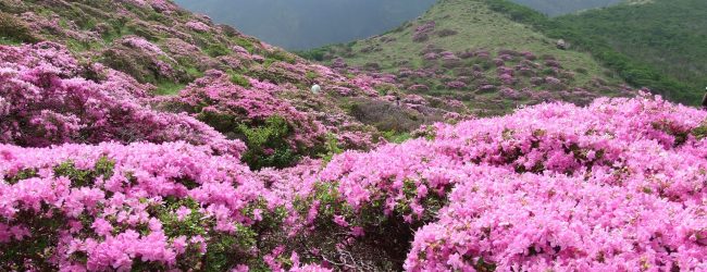 KOMAR aricilarbirligi.com